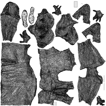 realistic 3D woman hospitality, scanned archviz people for Blender and 3ds Max, wireframe top-down view