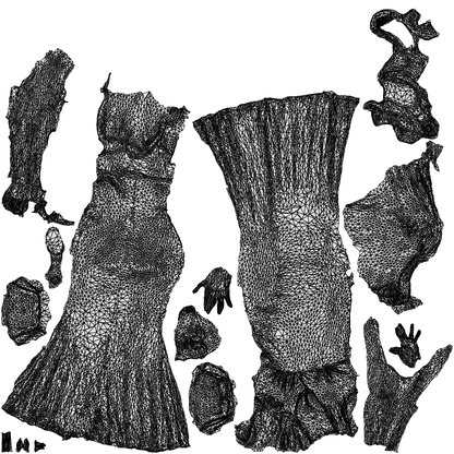 3D people model woman formal walking, scanned human for 3ds Max rendering, wireframe top-down view