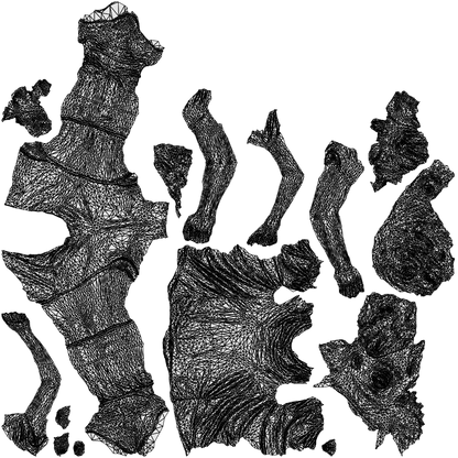 realistic 3D people woman sport, render-ready for V-Ray and Corona, FBX OBJ, wireframe top-down view