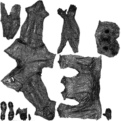 scanned 3D boy sport, photogrammetry people for Enscape and V-Ray, wireframe top-down view