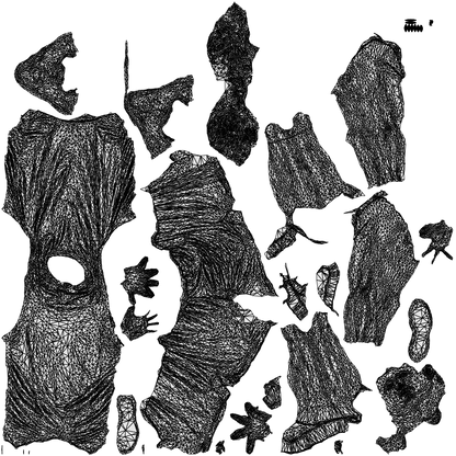 3D people model man sport, scanned human for 3ds Max rendering, wireframe top-down view