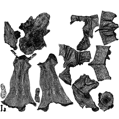 3D people model woman casual walking, scanned human for 3ds Max rendering, wireframe top-down view