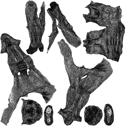 realistic 3D woman sport, scanned archviz people for Blender and 3ds Max, wireframe top-down view