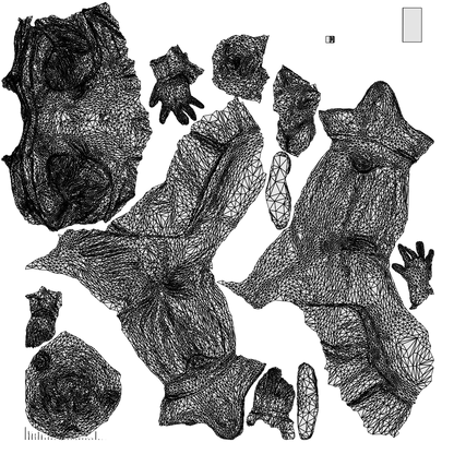 photogrammetry 3D man business, realistic human model archviz FBX, wireframe top-down view