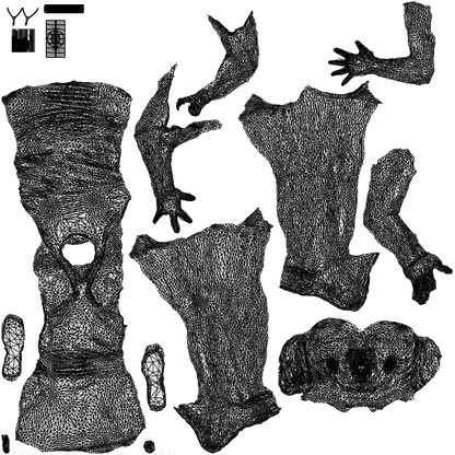 photogrammetry 3D girl sport, realistic human model archviz FBX, wireframe top-down view