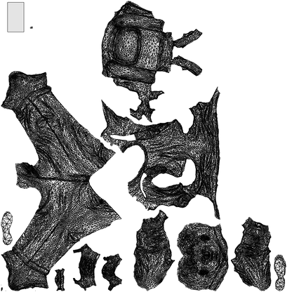 3D people model man casual standing, scanned human for 3ds Max rendering, wireframe top-down view