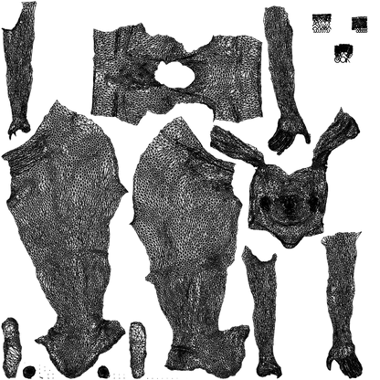 realistic 3D people woman sport cycling, render-ready for V-Ray and Corona, FBX OBJ, wireframe top-down view