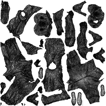 scanned 3D senior woman standing, photogrammetry people for Enscape and V-Ray, wireframe top-down view