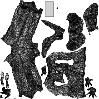 3D people model woman business, scanned human for 3ds Max rendering, wireframe top-down view