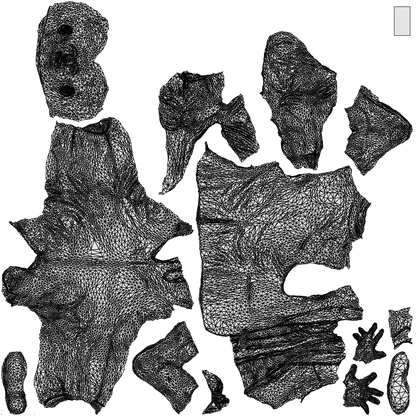 photogrammetry 3D man business, realistic human model archviz FBX, wireframe top-down view