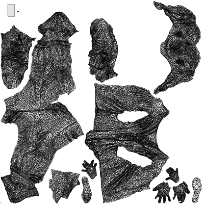 3D people model woman casual standing, scanned human for 3ds Max rendering, wireframe top-down view