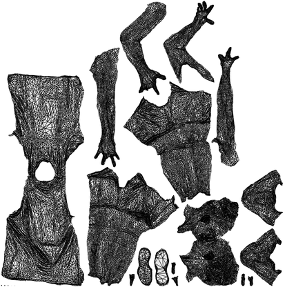 3D people model woman sport, scanned human for 3ds Max rendering, wireframe top-down view