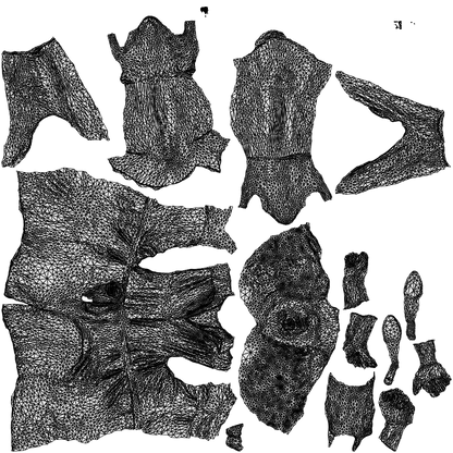 3D people model woman casual cycling, scanned human for 3ds Max rendering, wireframe top-down view