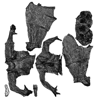 3D human model woman sport, photogrammetry scanned person for archviz, wireframe top-down view