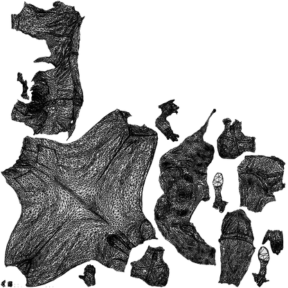 3D people model woman casual standing, scanned human for 3ds Max rendering, wireframe top-down view