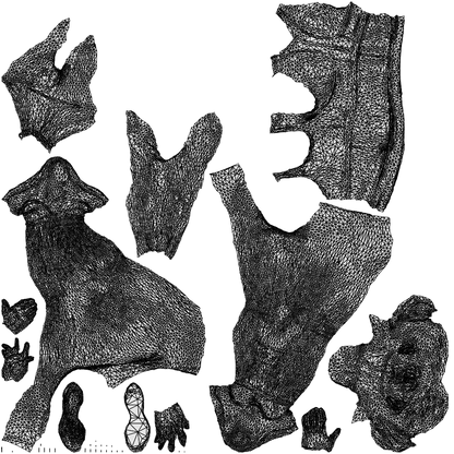 3D people model woman sport, scanned human for 3ds Max rendering, wireframe top-down view