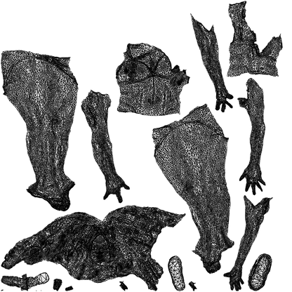 scanned 3D woman pool, photogrammetry people for Enscape and V-Ray, wireframe top-down view