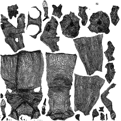 3D people model woman business standing, scanned human for 3ds Max rendering, wireframe top-down view