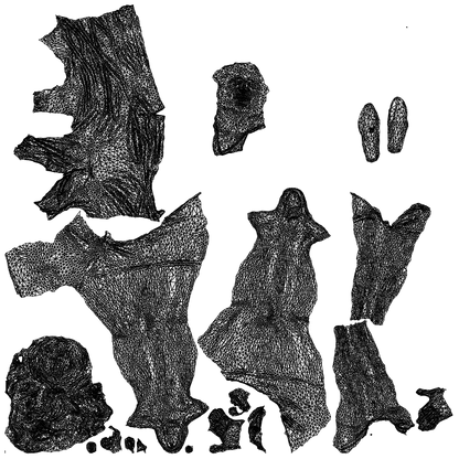 realistic 3D people woman casual cycling, render-ready for V-Ray and Corona, FBX OBJ, wireframe top-down view
