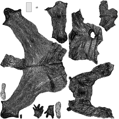 3D people model girl casual standing, scanned human for 3ds Max rendering, wireframe top-down view