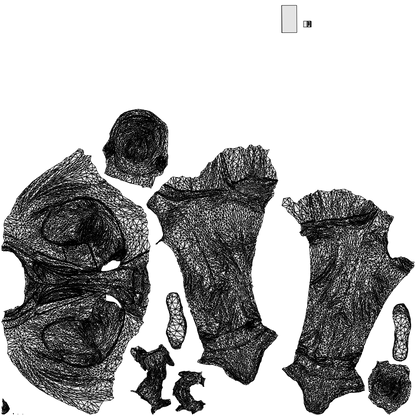 3D people model man business, scanned human for 3ds Max rendering, wireframe top-down view