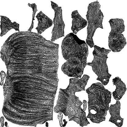 3D people model girl casual kids, scanned human for 3ds Max rendering, wireframe top-down view