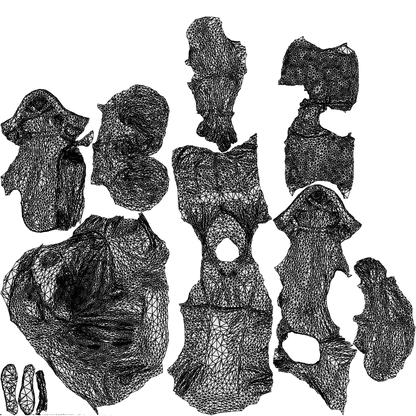 3D human model senior woman sitting, photogrammetry scanned person for archviz, wireframe top-down view