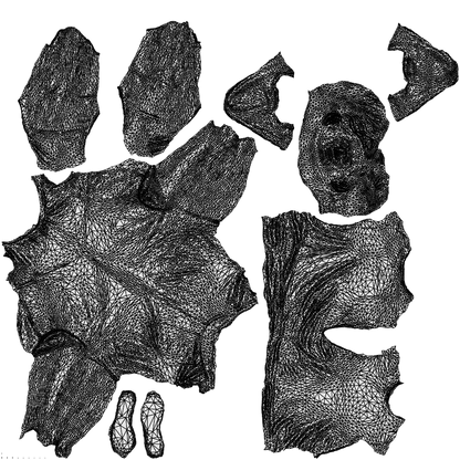 3D people model man sport standing, scanned human for 3ds Max rendering, wireframe top-down view
