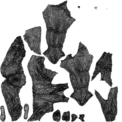 3D scanned woman cycling, photorealistic archviz people for Enscape and SketchUp, wireframe top-down view