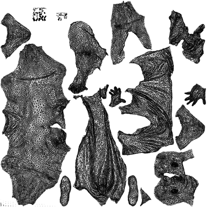 3D people model man sport, scanned human for 3ds Max rendering, wireframe top-down view