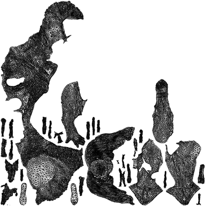 realistic 3D woman casual sitting, scanned archviz people for Blender and 3ds Max, wireframe top-down view