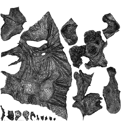 3D people model woman casual sitting, scanned human for 3ds Max rendering, wireframe top-down view