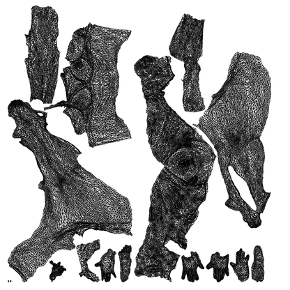photogrammetry 3D woman mix, realistic human model archviz FBX, wireframe top-down view