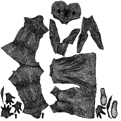 realistic 3D people man casual walking, render-ready for V-Ray and Corona, FBX OBJ, wireframe top-down view