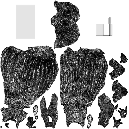 scanned 3D woman casual standing, photogrammetry people for Enscape and V-Ray, wireframe top-down view