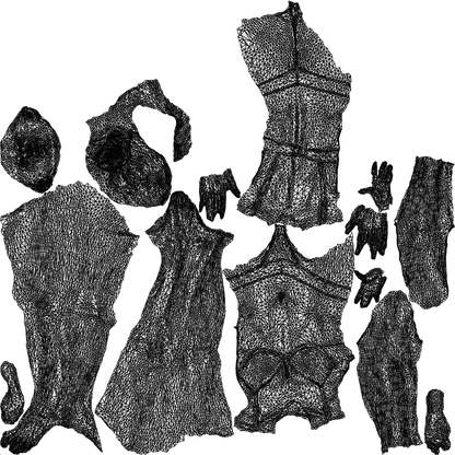 3D scanned woman mix, photorealistic archviz people for Enscape and SketchUp, wireframe top-down view