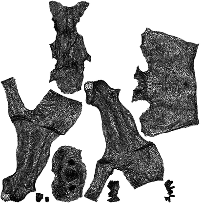 3D people model man pool, scanned human for 3ds Max rendering, wireframe top-down view