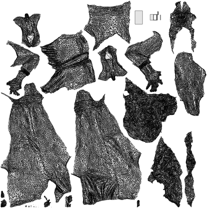 3D people model woman casual walking, scanned human for 3ds Max rendering, wireframe top-down view