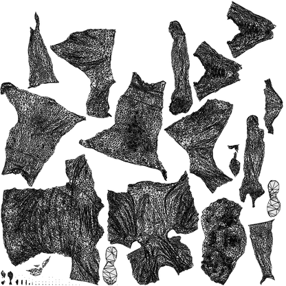3D people model man sport, scanned human for 3ds Max rendering, wireframe top-down view