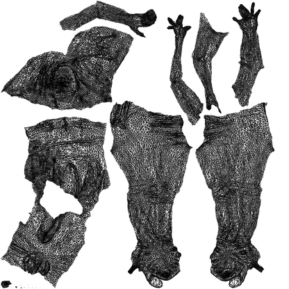 3D human model woman casual standing, photogrammetry scanned person for archviz, wireframe top-down view