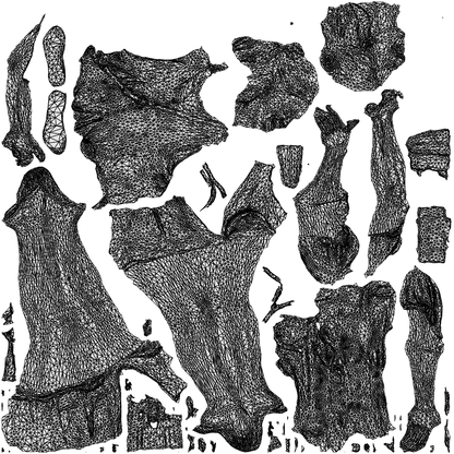 realistic 3D woman casual cycling, scanned archviz people for Blender and 3ds Max, wireframe top-down view