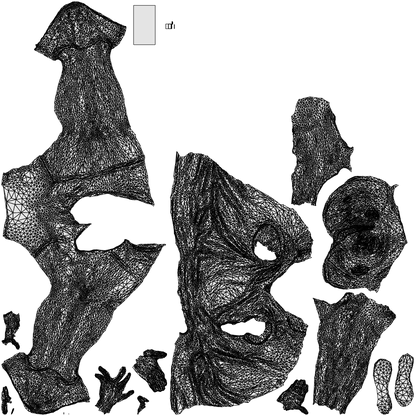 3D people model man sport, scanned human for 3ds Max rendering, wireframe top-down view