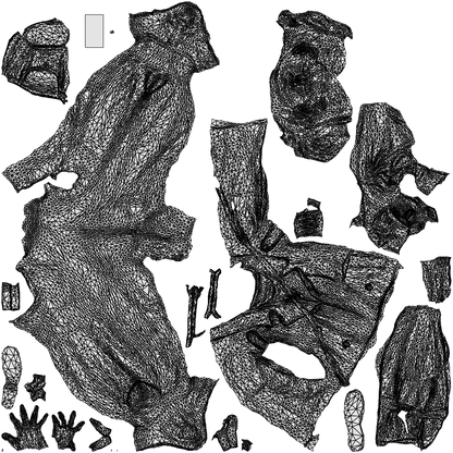 3D people model woman casual walking, scanned human for 3ds Max rendering, wireframe top-down view