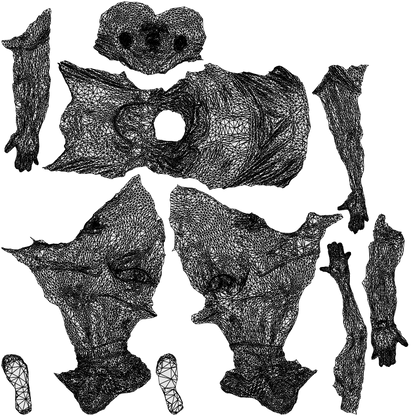 photogrammetry 3D man sport, realistic human model archviz FBX, wireframe top-down view
