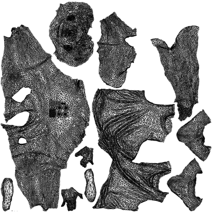 3D people model man sport, scanned human for 3ds Max rendering, wireframe top-down view