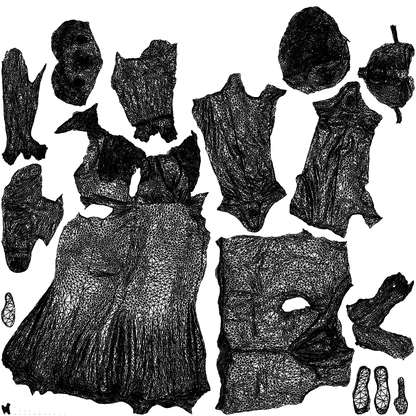 3D people model man formal couple, scanned human for 3ds Max rendering, wireframe top-down view