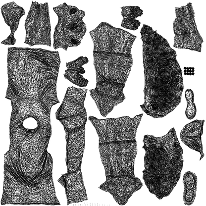 3D people model woman sport, scanned human for 3ds Max rendering, wireframe top-down view