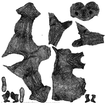 realistic 3D people man casual cycling, render-ready for V-Ray and Corona, FBX OBJ, wireframe top-down view