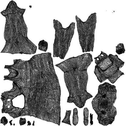 3D scanned girl cycling casual, photorealistic archviz people for Enscape and SketchUp, wireframe top-down view