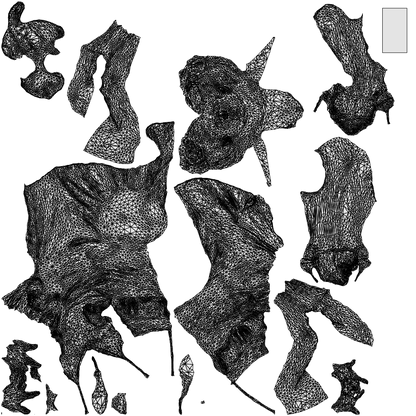 realistic 3D people woman formal formalaffairs, render-ready for V-Ray and Corona, FBX OBJ, wireframe top-down view